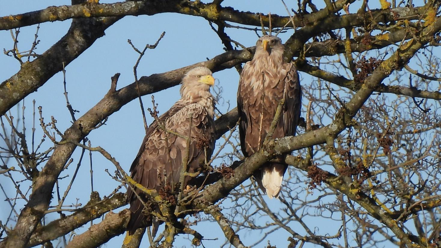 Seeadler Dillingen