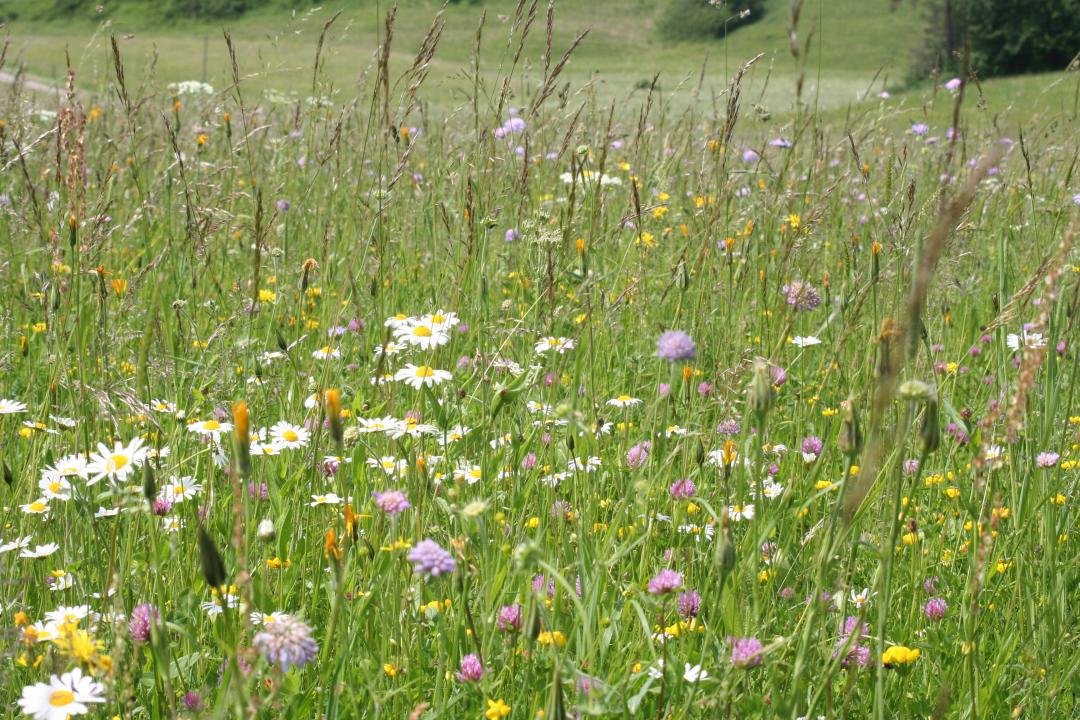 Bunte Wiese