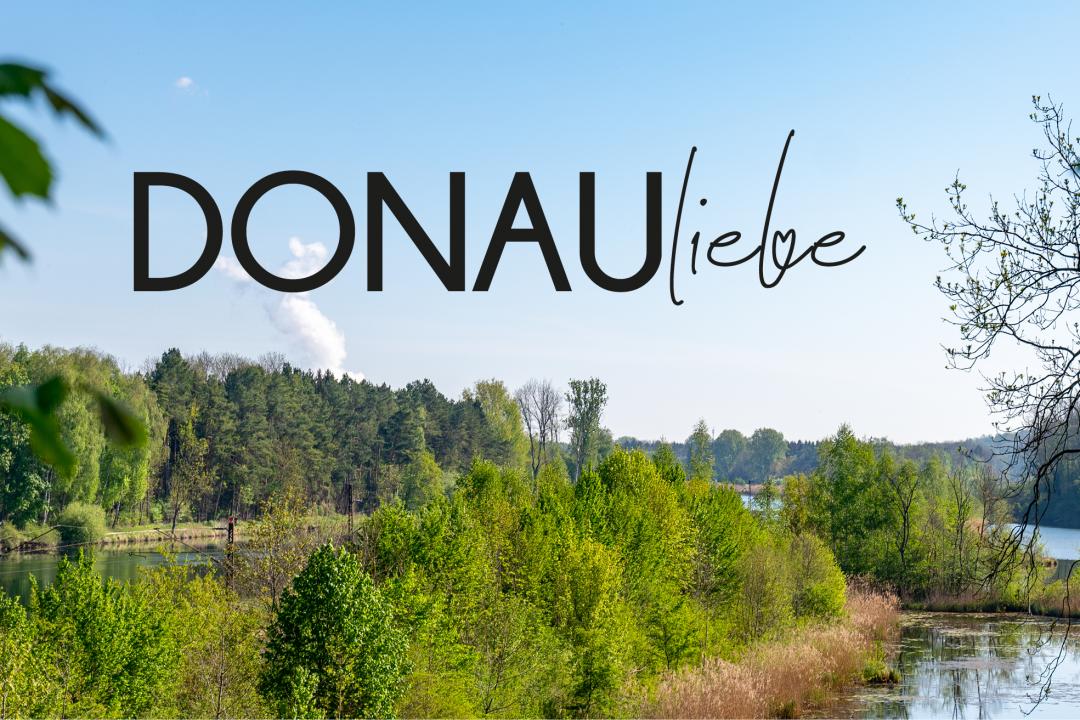 Das Bild zeigt den Auwald.