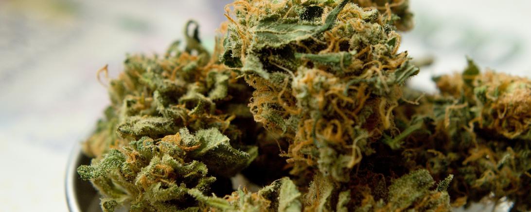 Cannabis