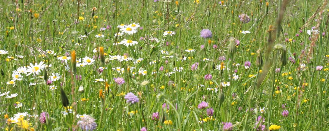 Bunte Wiese
